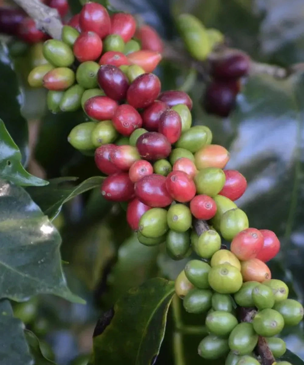 Despado Coffee Honduras 250 Gr