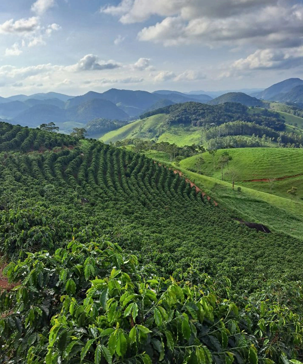 Despado Coffee Brazil 250 Gr
