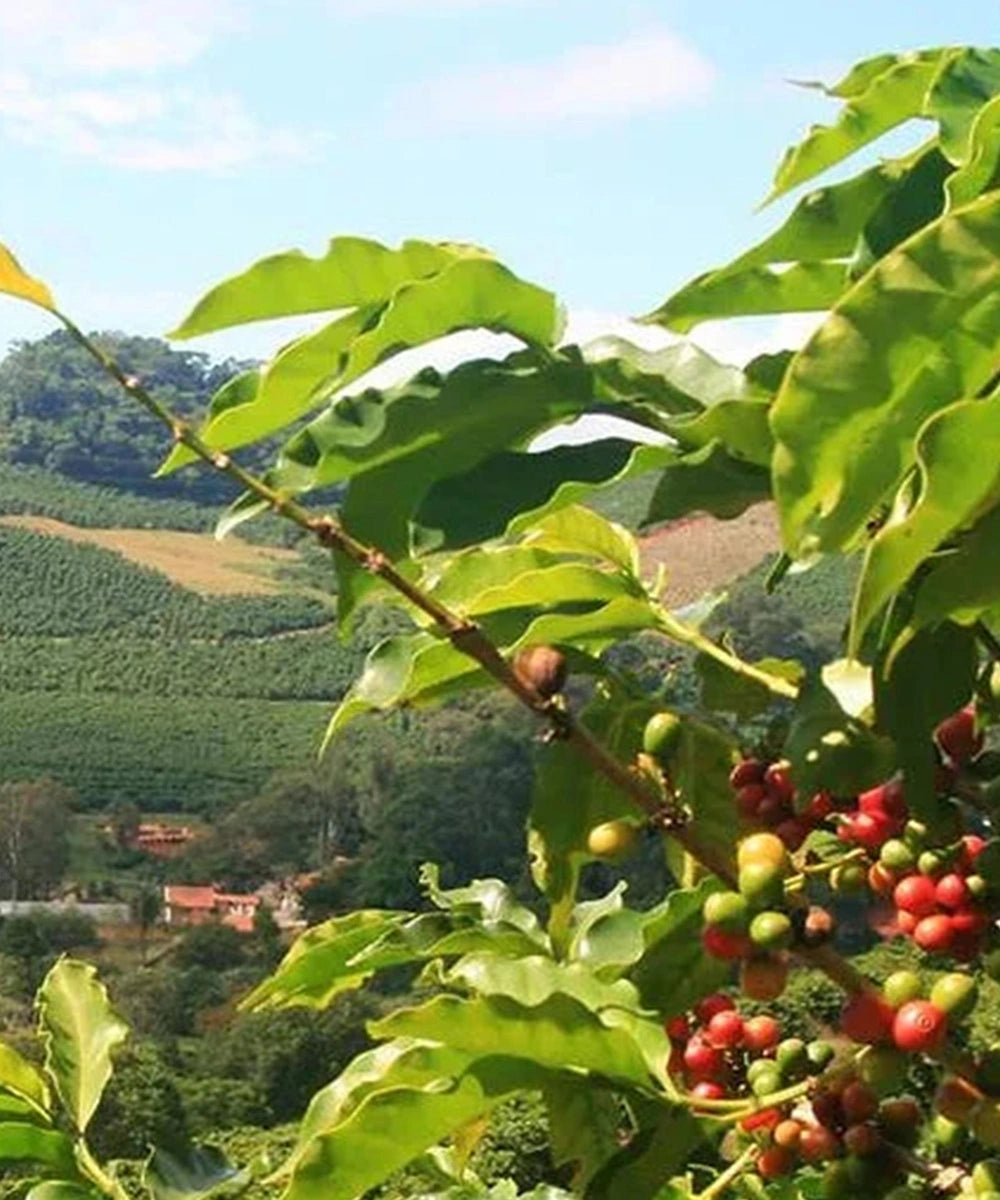 Despado Coffee Brazil 250 Gr