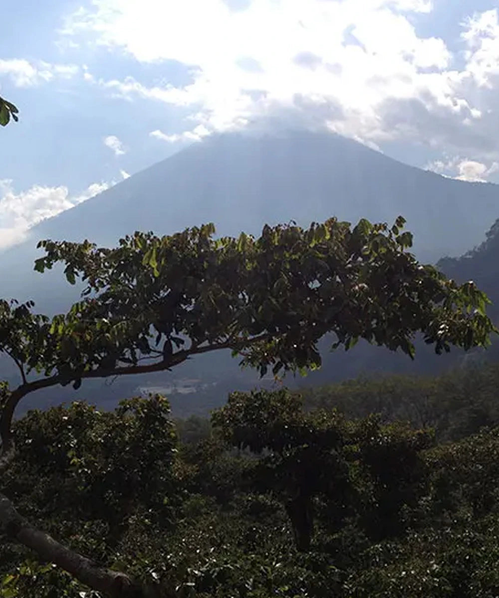 Despado Coffee Guatemala 250 Gr