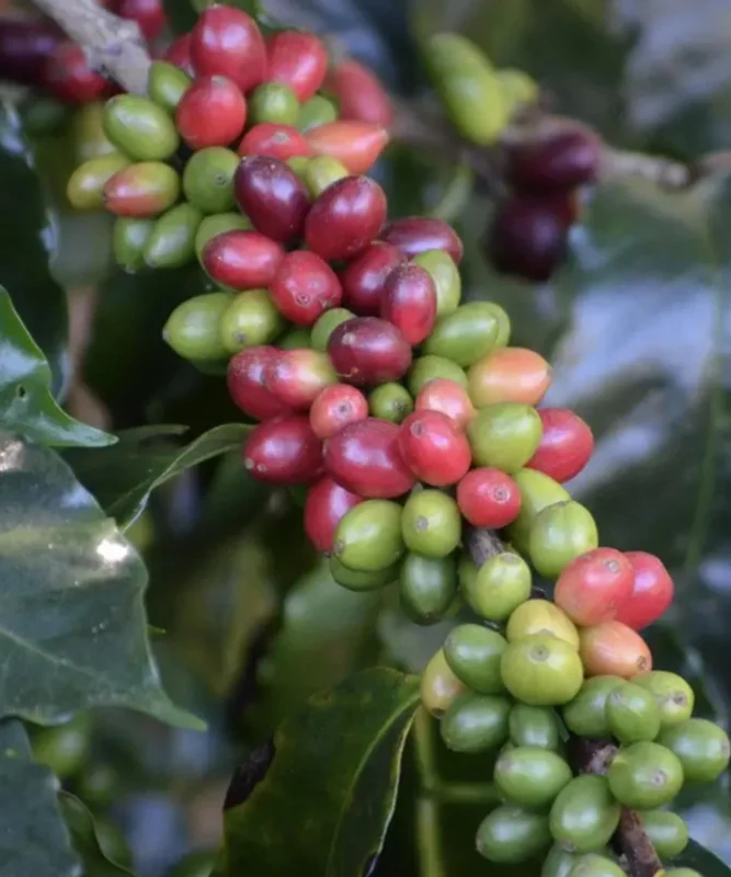Despado Coffee Honduras Kahvesi