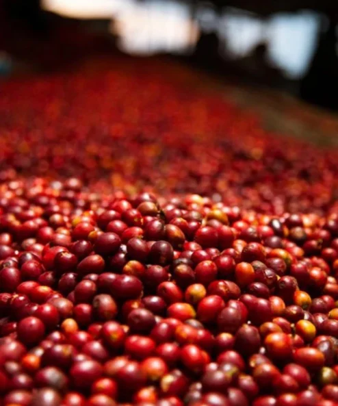 Despado Coffee Brezilya Kahvesi