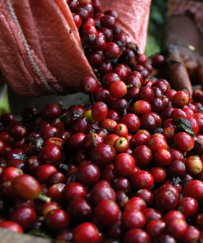 Despado Coffee Brezilya Kahvesi