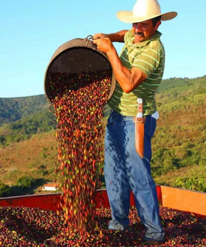 Despado Coffee Brezilya Kahvesi