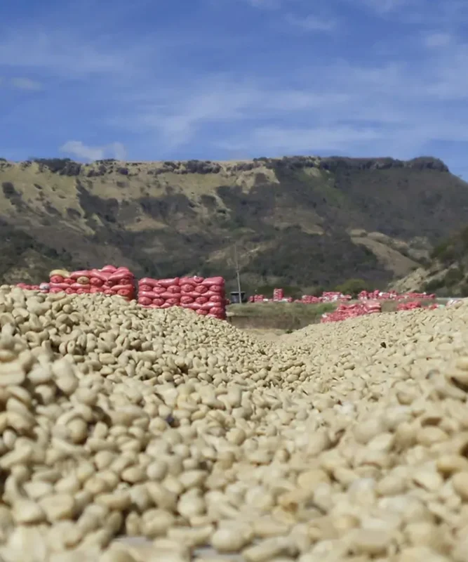 Despado Coffee Kolombia Kahvesi