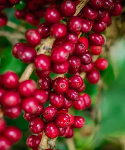 Despado Coffee Ethiopia Kahvesi