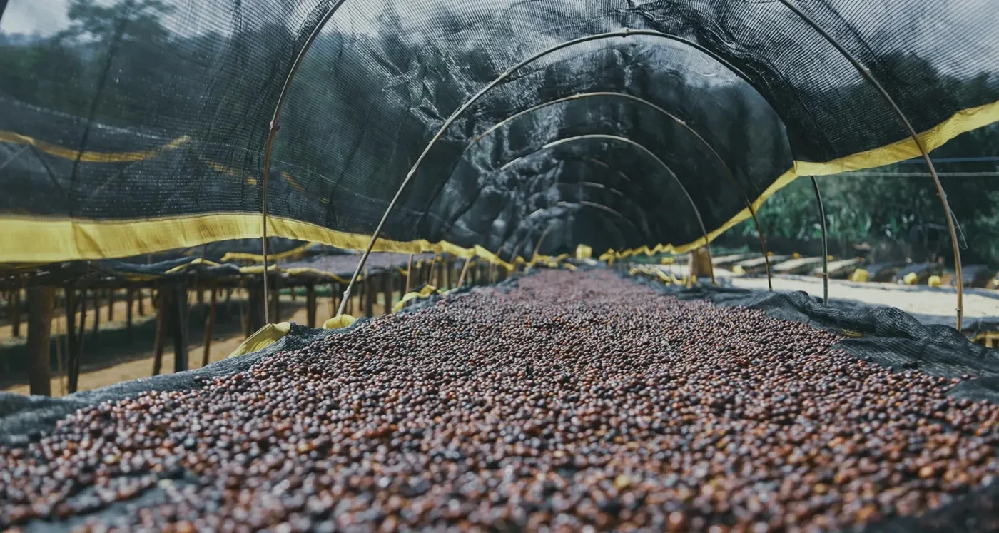 Despado Coffee Ethiopia Kahvesi