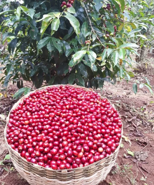 Despado Coffee Ethiopia Kahvesi