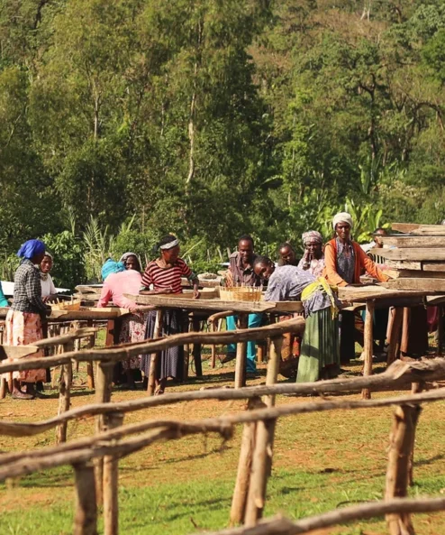 Despado Coffee Ethiopia Kahvesi