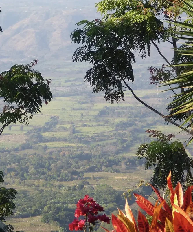 Despado Coffee Guatemala Kahvesi