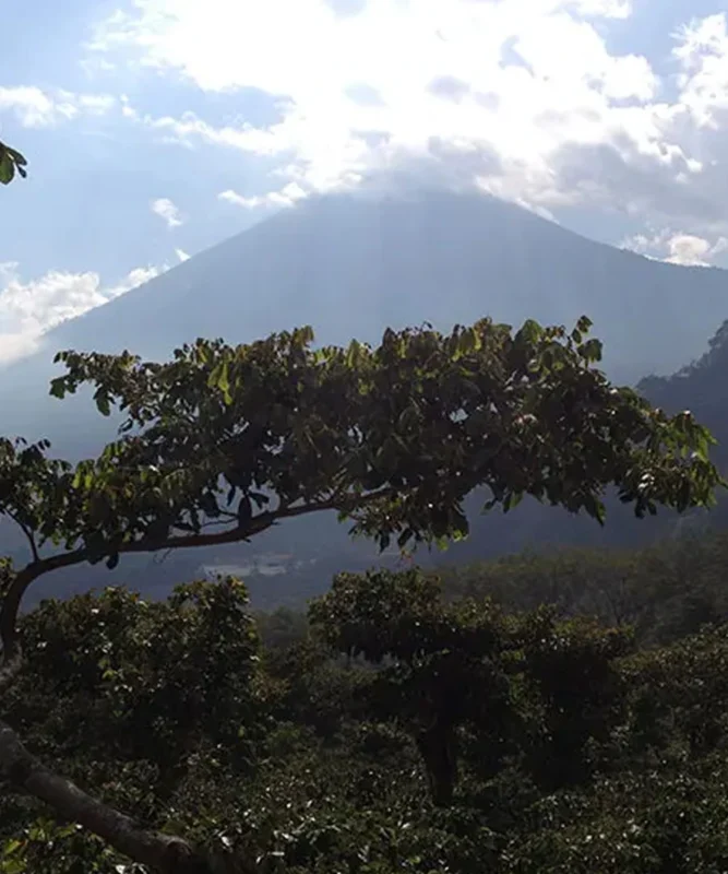 Despado Coffee Guatemala Kahvesi