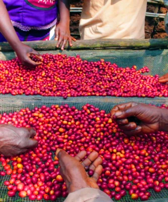 Despado Coffee Kongo Kahvesi