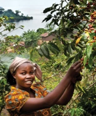 Despado Coffee Kongo Kahvesi